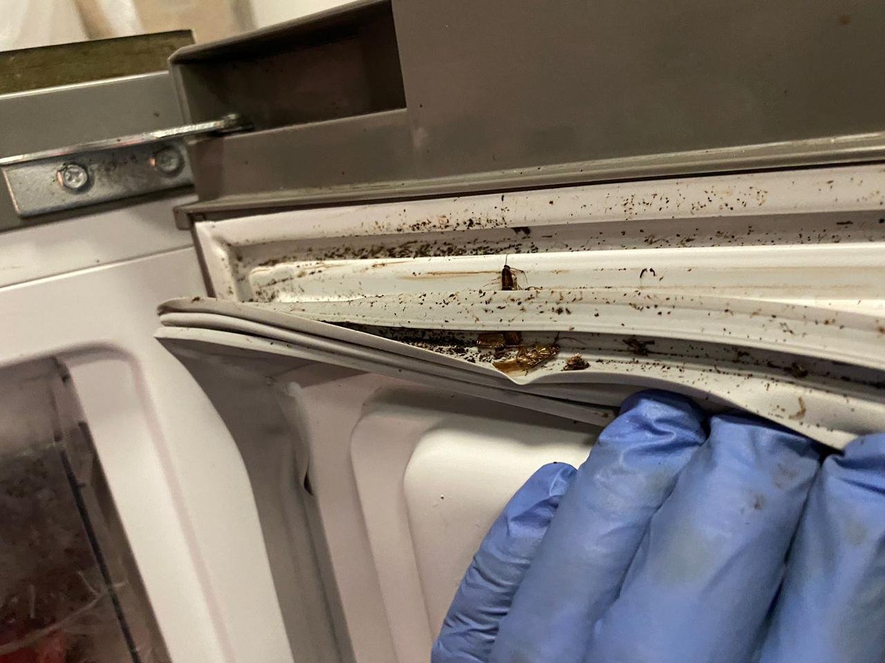 ¡Alerta Sanitaria! Alcaldía cierra cinco locales de alimentos por graves irregularidades