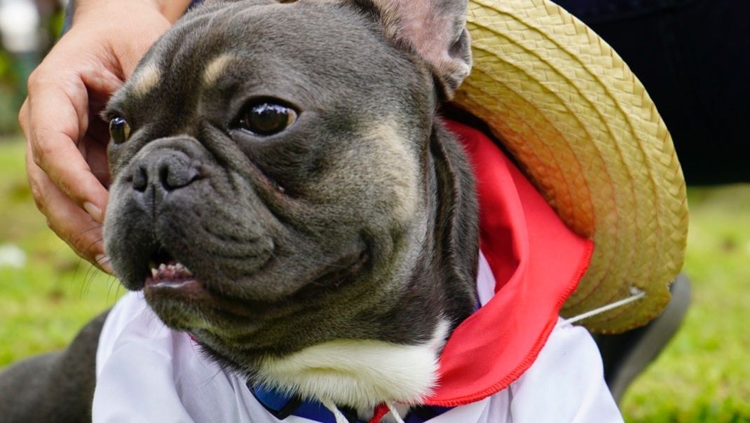 Gran Desfile de Mascotas en el Festival Folclórico Colombiano: ¡Un Evento Familiar Imperdible!