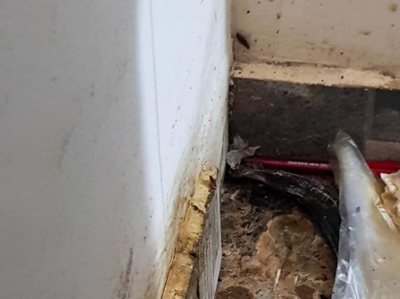 Alcaldía intensifica operativos y cierra otro restaurante por plagas