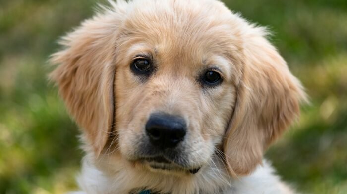 Corte Constitucional protege a las mascotas de ser embargadas: aquí toda la información
