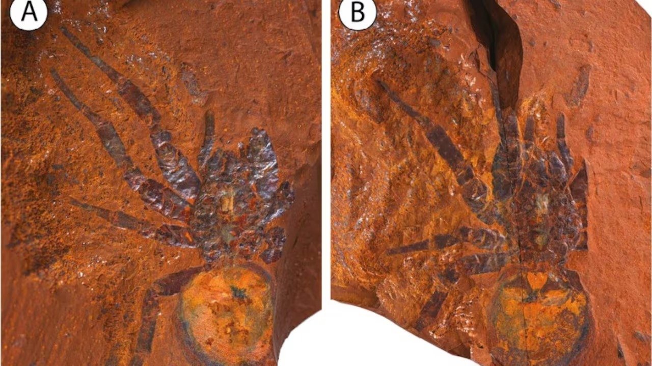 Científicos descubren una araña fósil de 11 millones de años que sorprende por su tamaño