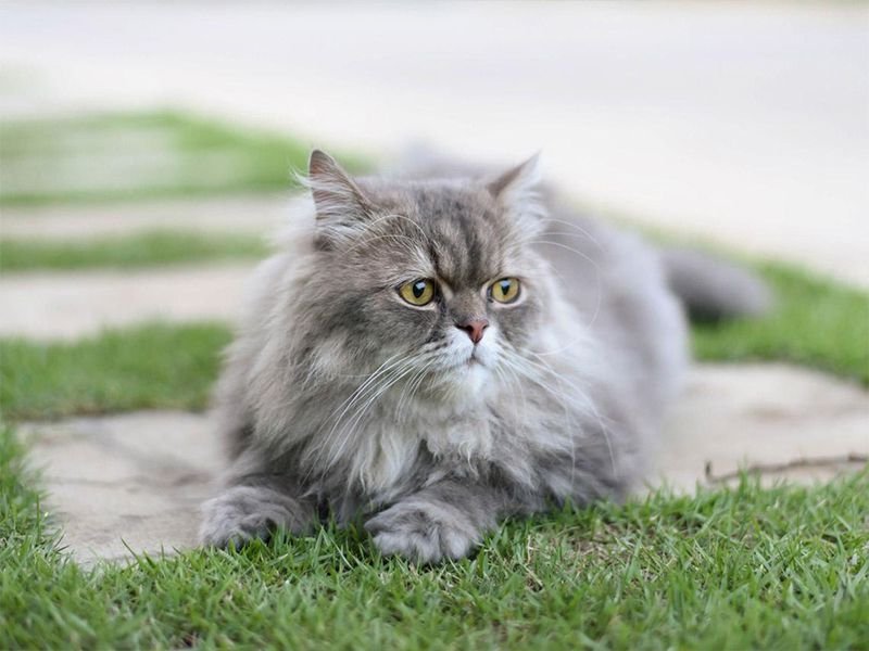 Guía definitiva para prolongar la vida y salud de tu Gato: Consejos esenciales para un compañero felino feliz