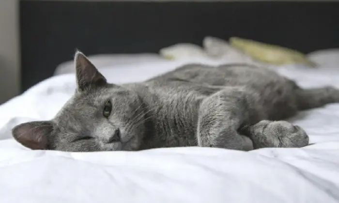 ¿Deberías dejar que tu gato duerma en tu cama? Descubre los beneficios y riesgos de esta práctica