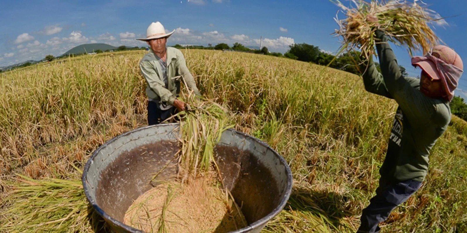 Crisis en el sector arrocero: productores enfrentan caída de precios y costos insostenibles