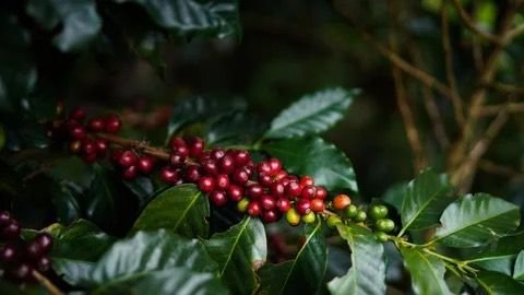 El café alcanza precios históricos: crisis climática en Brasil y Vietnam impulsa el alza