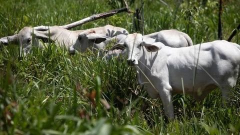 ¡Atención! ICA emite alerta sobre medicamentos veterinarios de Laboratorios Cytec