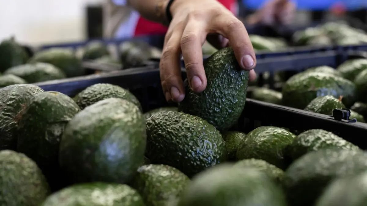 El guacamole en peligro: cómo las políticas de Trump podrían convertirlo en un lujo