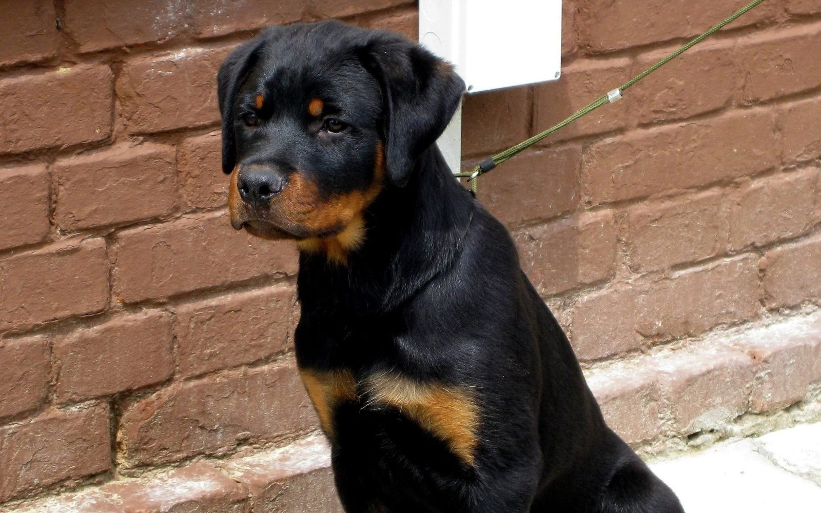 Este es el urgente trámite que debes realizar si tienes alguna de estas mascotas: Hazlo para evitar fuertes sanciones económicas