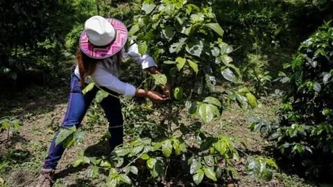 El café rompe récords: precios históricos y producción en auge