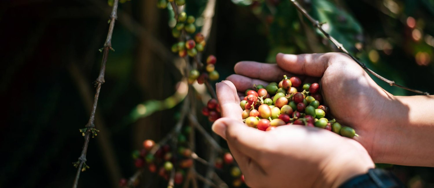 ¡El Tolima viaja con sabor! Cafés especiales del departamento llegarán a la feria más importante de América en Houston