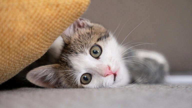 Leche y gatos: una combinación peligrosa