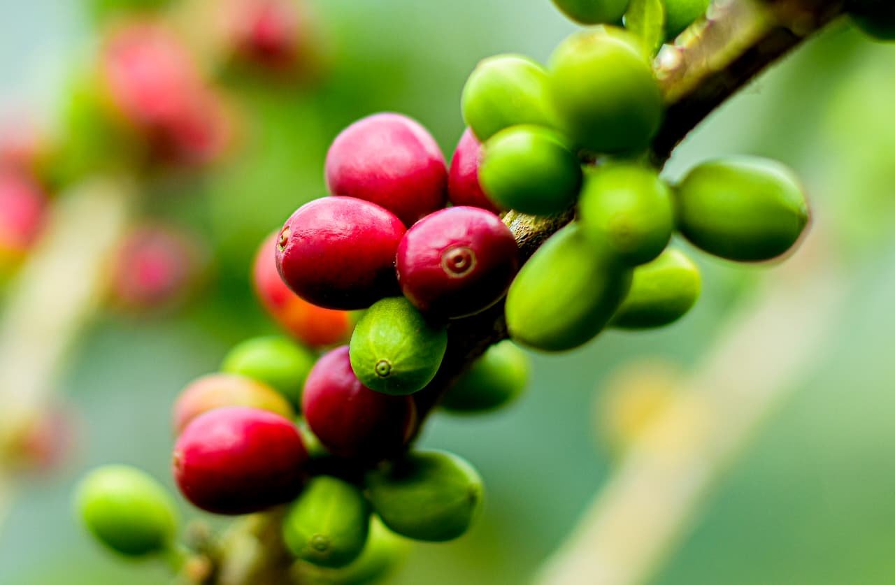 Café de Ibagué conquista mercados globales: así logran exportar sin intermediarios